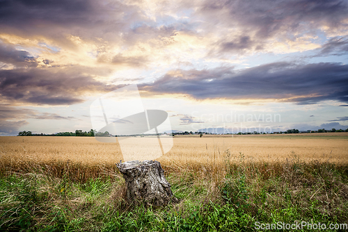 Image of Tree stump in a rural landscape