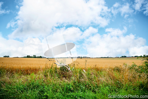 Image of Rural countryside scenery with golden grain