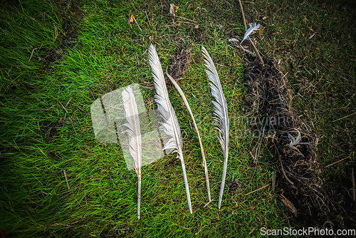 Image of Four white bird feathers on a row