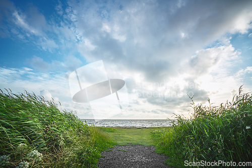 Image of Trail to the sea with green rushes