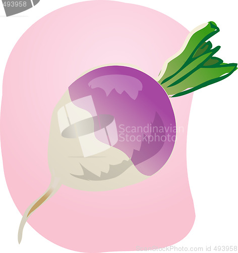 Image of Turnip illustration