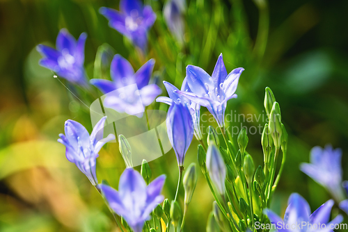 Image of Bluebell flowers in the sunlight