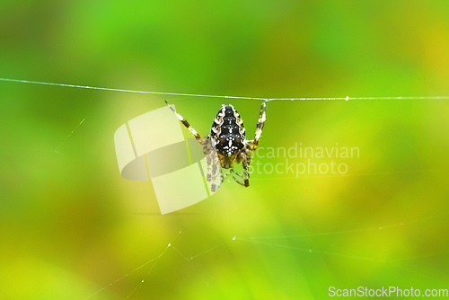 Image of European garden spider hanging on a web wire