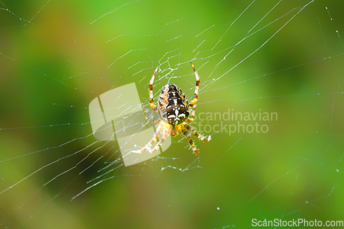 Image of European garden spider hanging in a spiderweb