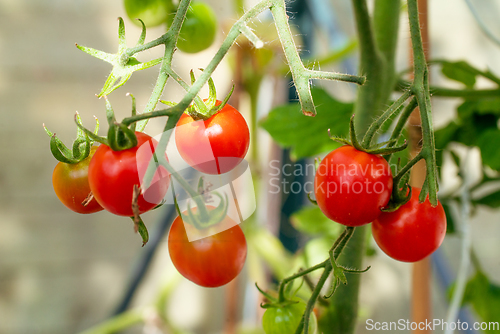 Image of Red tomatoes in a green house with sunlight