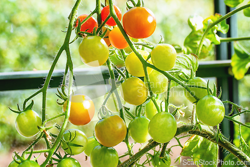 Image of Fresh green and red tomatoes in a greenhouse