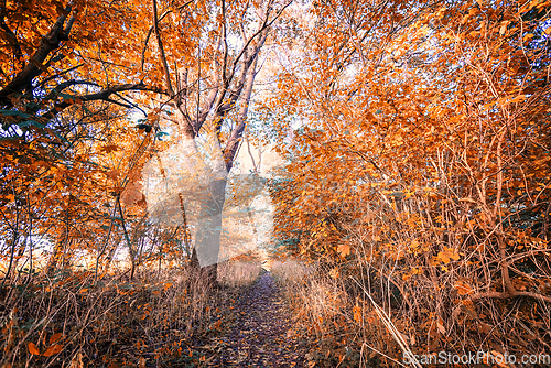 Image of Autumn colors in the forest