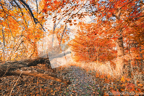 Image of Golden leaves in the forest on a bright autumn day