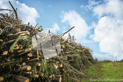 Image of Wooden stack of pine trees on a green field