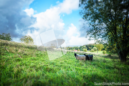 Image of Sheep grazing on a rural hillside in the spring