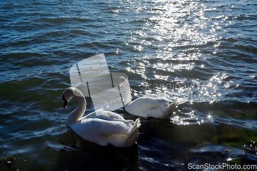 Image of a pair of white swans on the water 