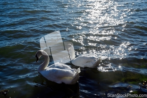 Image of a pair of white swans on the water 