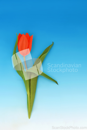 Image of Red Tulip Flower Minimal Spring Composition