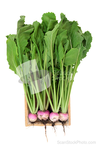 Image of Healthy Fresh Organic Turnip Vegetables