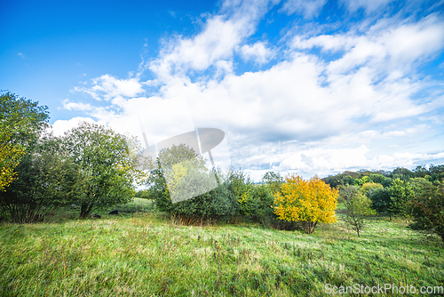 Image of Green landscape with a yellow tree