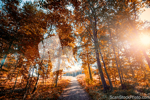 Image of Nature trail in autumn going through a forest