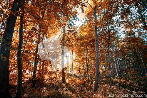 Image of Golden autumn leaves in the forest