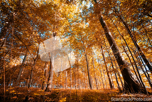 Image of Beautiful autumn season in the forest