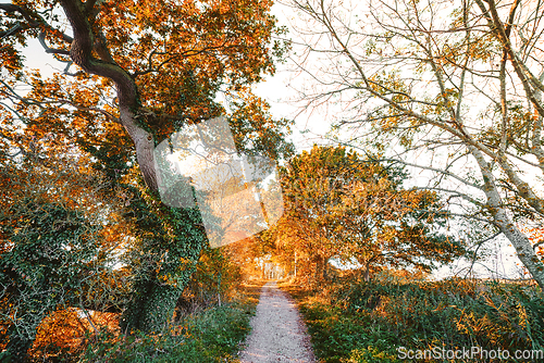 Image of Hiking trail in the fall surounded by colorful trees