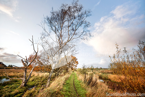 Image of Nature trail in a wetland area