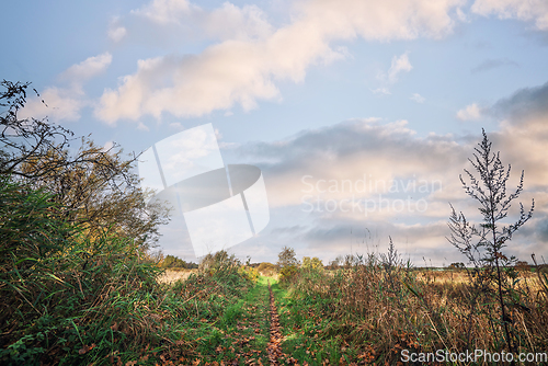 Image of Nature with autumn leaves