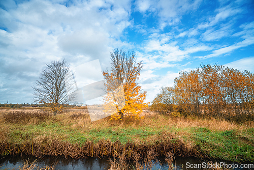 Image of Tree with yellow leaves in the fall