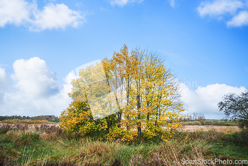 Image of Colorful autumn scenery with trees