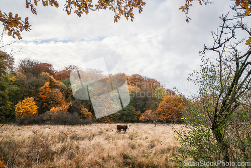 Image of Lonely Hereford cow on a meadow