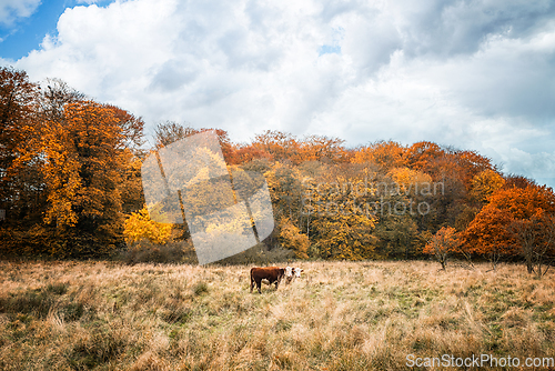 Image of Two Hereford cows on a meadow in the fall