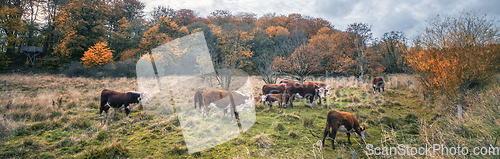 Image of Hereford cattle in a panorama scenery