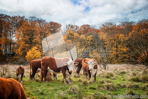 Image of Hereford cattle cows in the fall