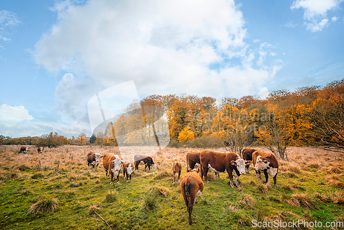 Image of Hereford cattle on a meadow in autumn