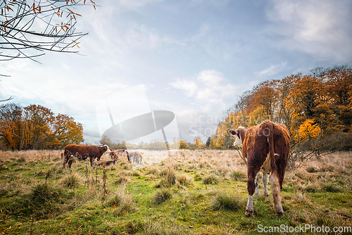 Image of Hereford cattle on a meadow in the fall