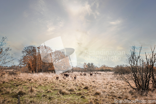 Image of Hereford cattle walking in high golden grass