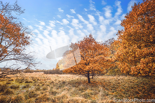 Image of Trees in orange autumn colors in a swamp