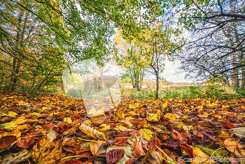 Image of Colorful autumn leaves on the ground