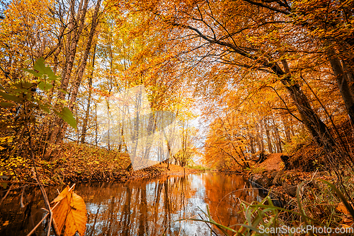 Image of Colorful autumn season colors in the forest
