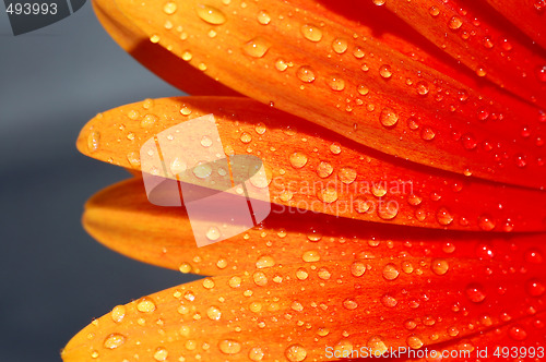 Image of macro of a gerber daisy