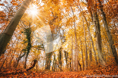 Image of Colorful autumn colors in the forest