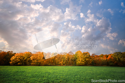 Image of Trees in a row in autumn colors