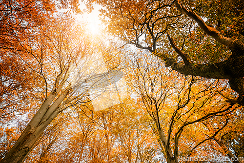 Image of Colorful treetops in the fall