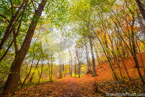 Image of Beautiful autumn colors in the forest