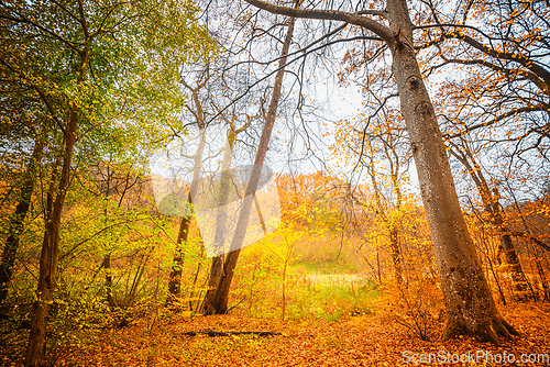 Image of Golden autumn colors in the forest