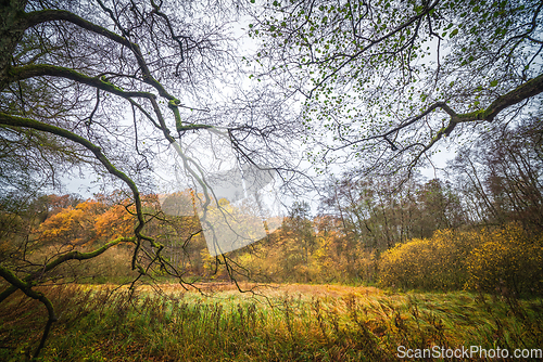 Image of Colorful autumn wilderness with tall branches