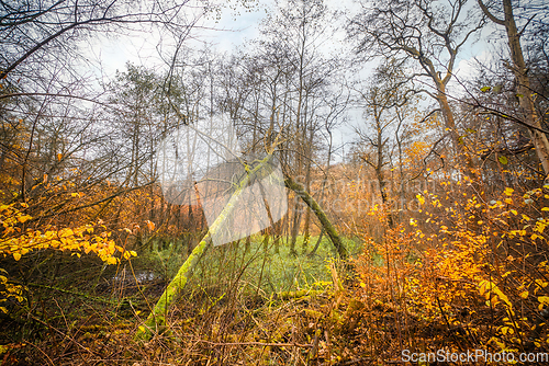 Image of Autumn colors in the forest with green moss