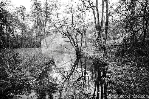 Image of Small river running through a forest