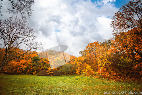 Image of Autumn colors in the park with golden leaves