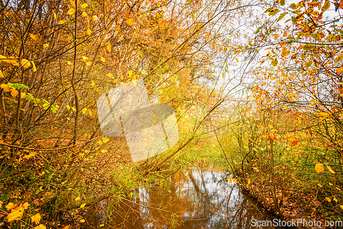 Image of Coloruful autumn nature theme with golden leaves