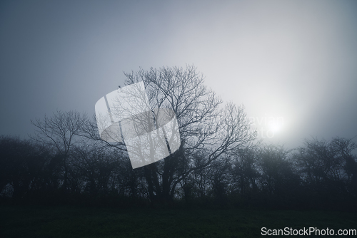 Image of Tree in the mist without leaves