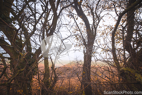 Image of Wilderness scenery with trees with thornes